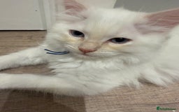 Ragdoll cats for sale: Handsome Ragdoll babys! 💛 in Arundel - Image 37