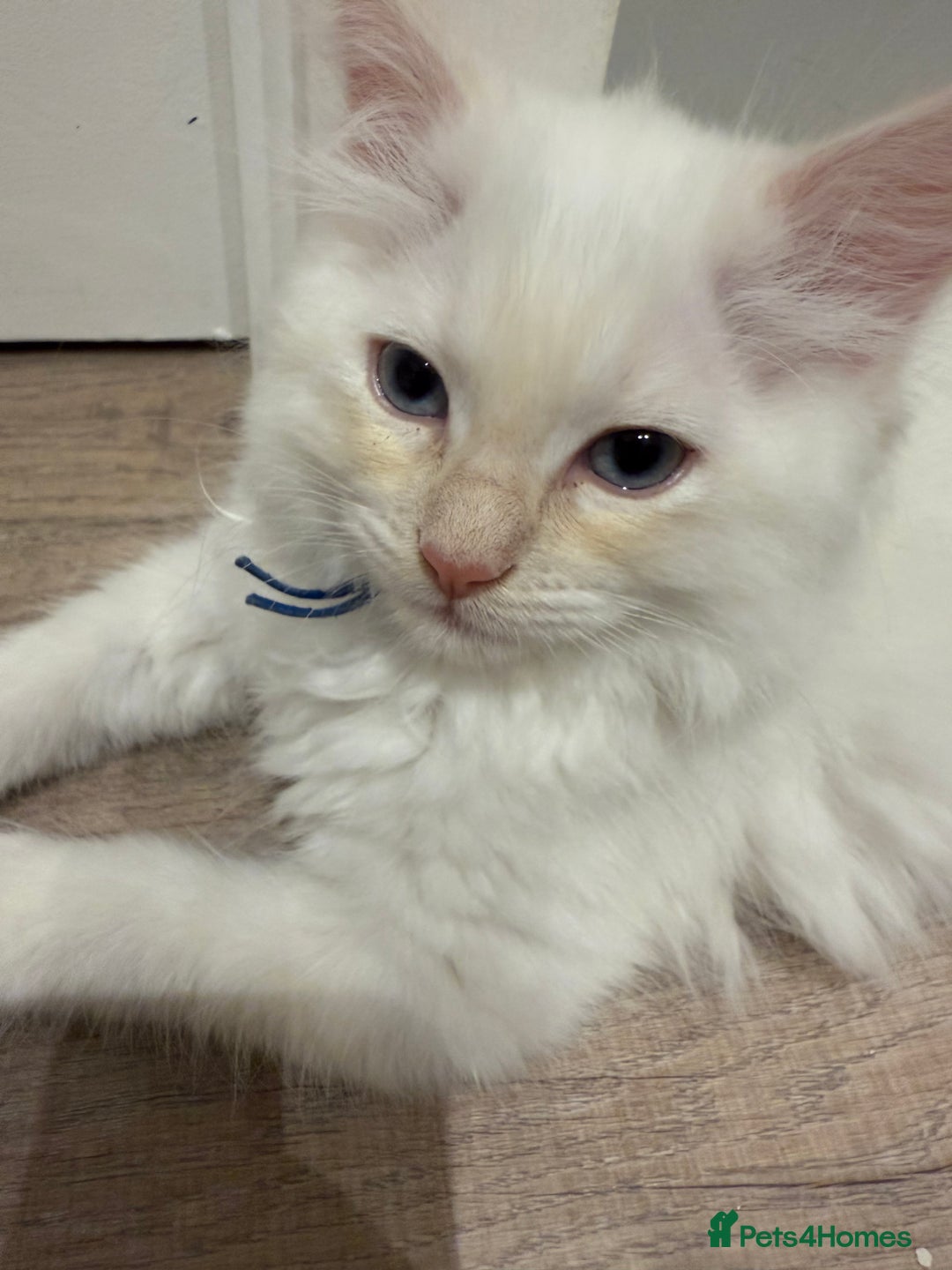Ragdoll cats for sale: Handsome Ragdoll babys! 💛 in Arundel - Image 37