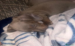 Miniature Dachshund dogs for sale: Isabella & Tan Mini Dachshund puppies 🤎 - Advert 5