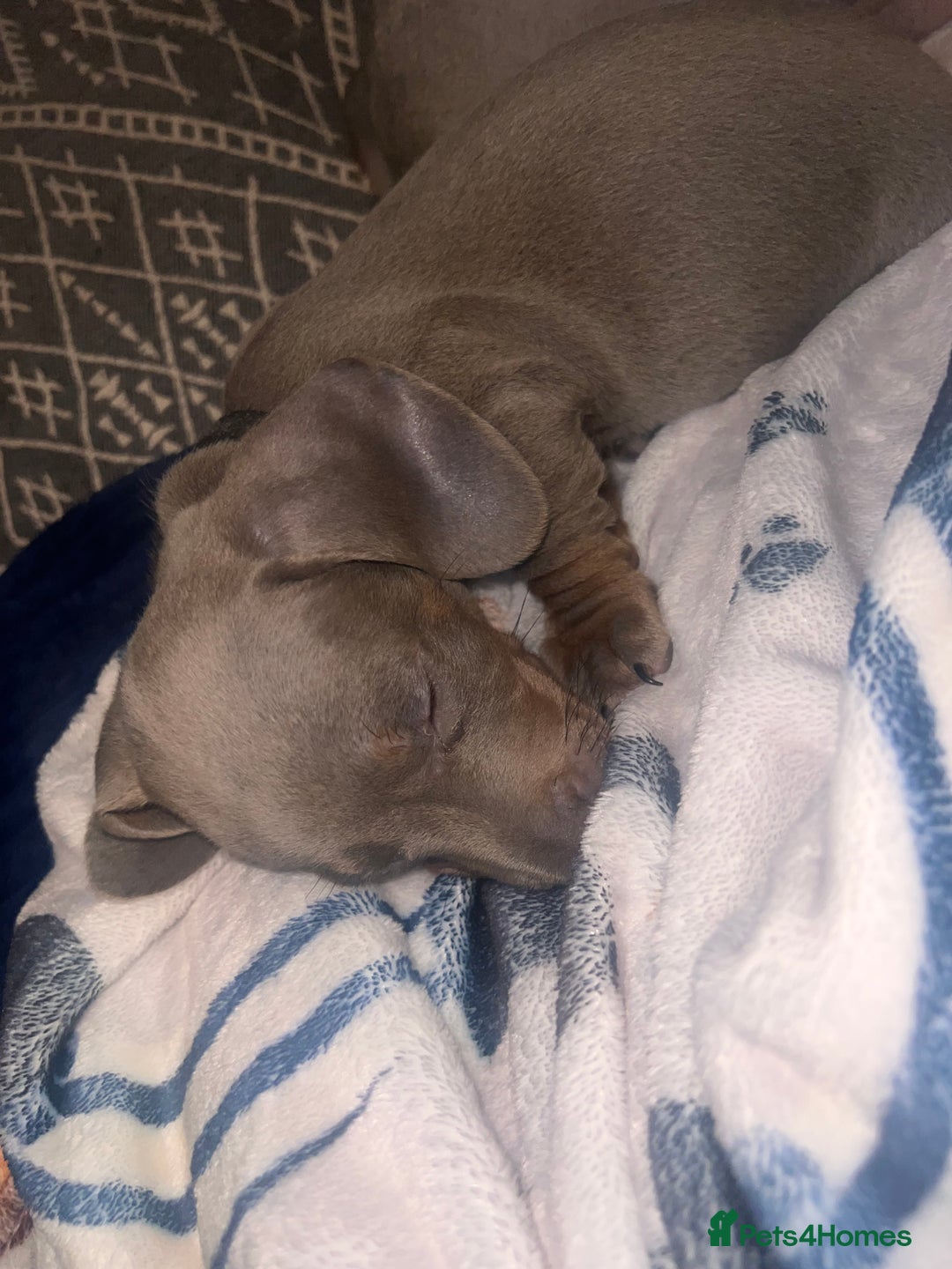 Miniature Dachshund dogs for sale: Isabella & Tan Mini Dachshund puppies 🤎 - Advert 5