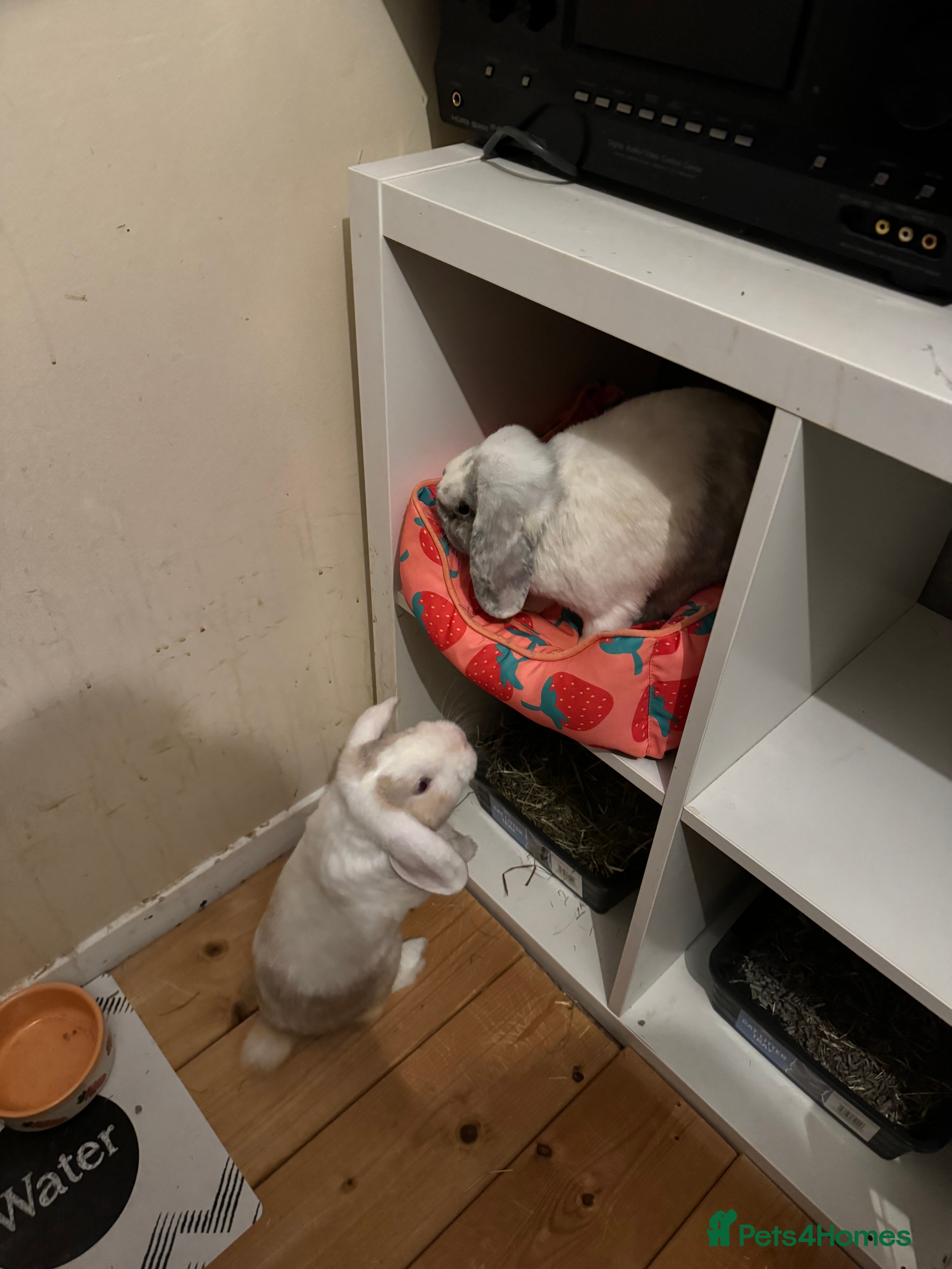 English Lop rabbits male and one female adorable and stunning - Advert 12