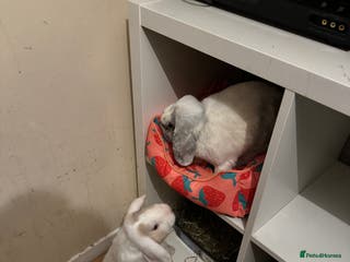 English Lop rabbits Male and female bonded pair - Advert 2