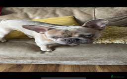French Bulldog dogs for sale: French bulldog for sale  - Image 3