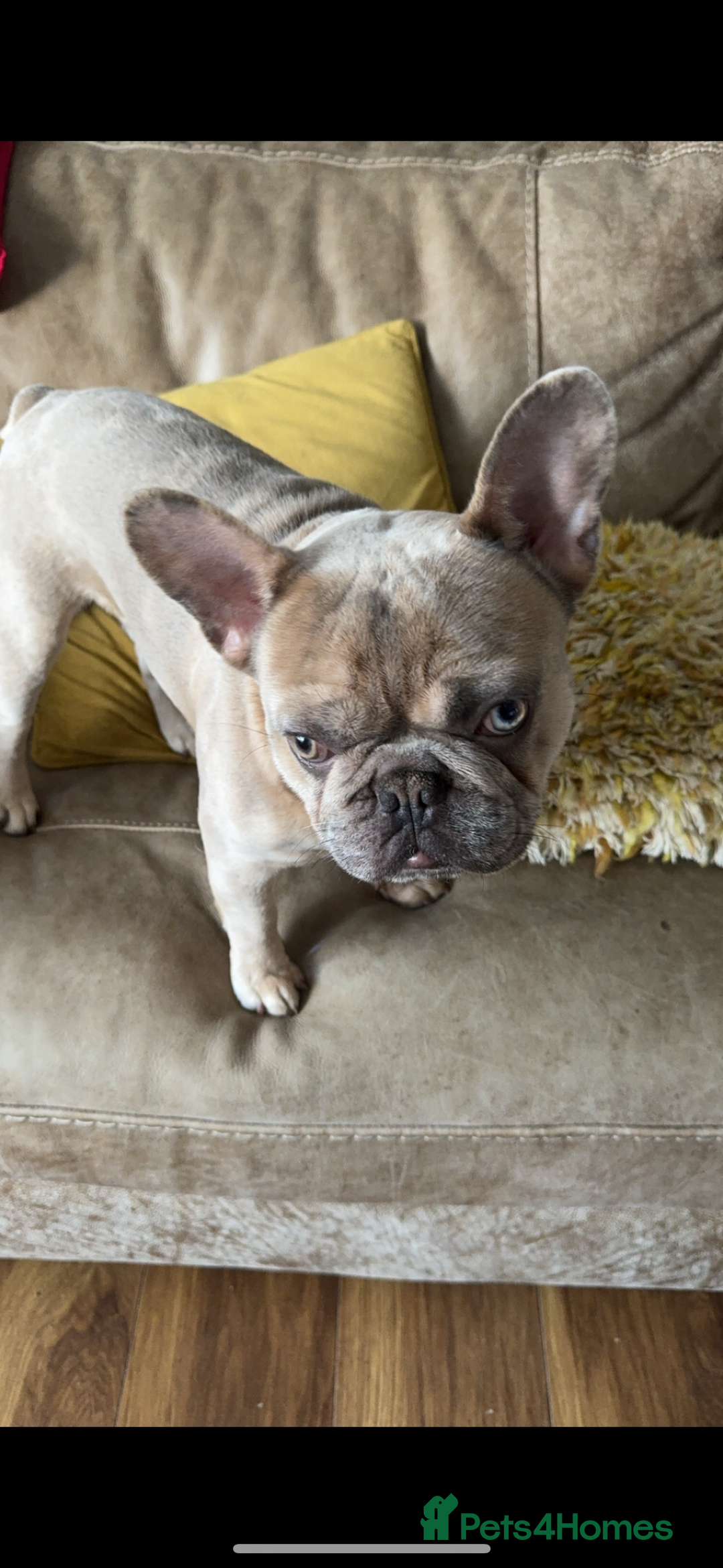 French Bulldog dogs for sale: French bulldog for sale  - Image 3