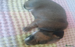 Miniature Dachshund dogs for sale: Minture dachshund puppies  - Image 26