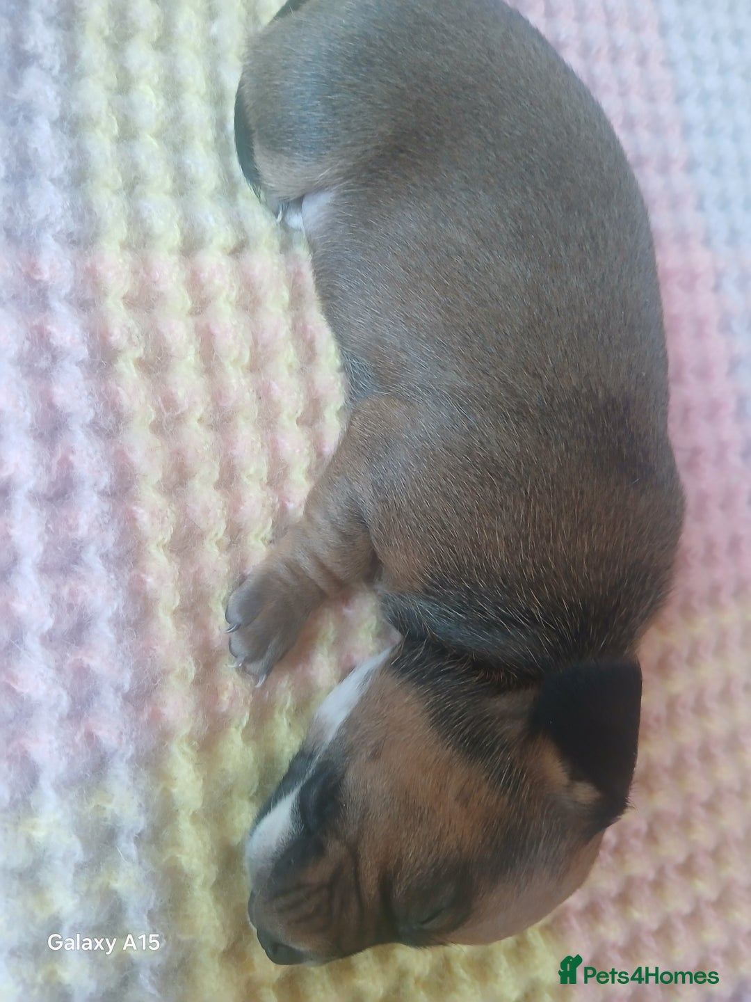 Miniature Dachshund dogs for sale: Minture dachshund puppies  - Image 26