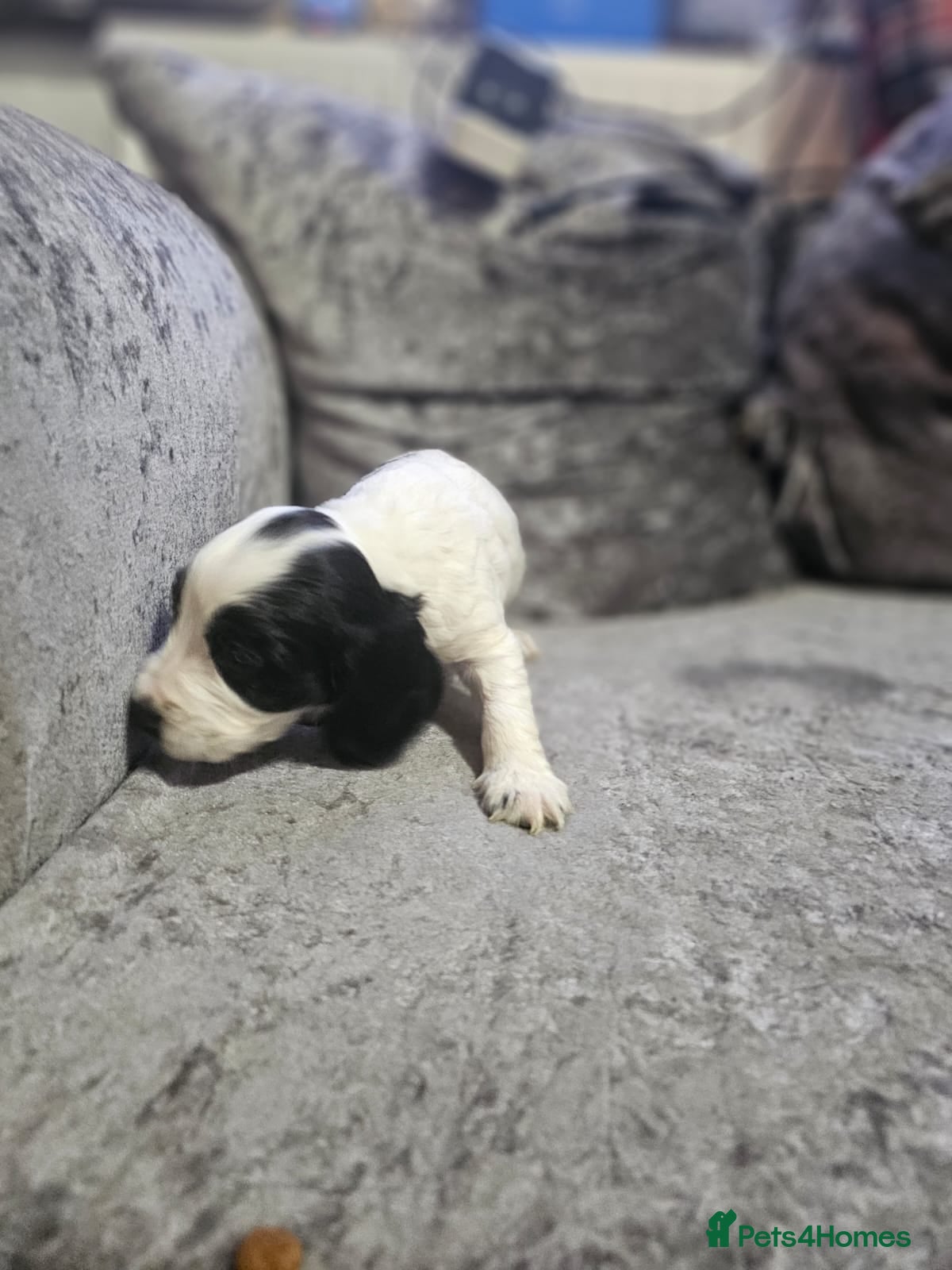 Cocker Spaniel dogs for sale: cocker spaniel puppies - Advert 12