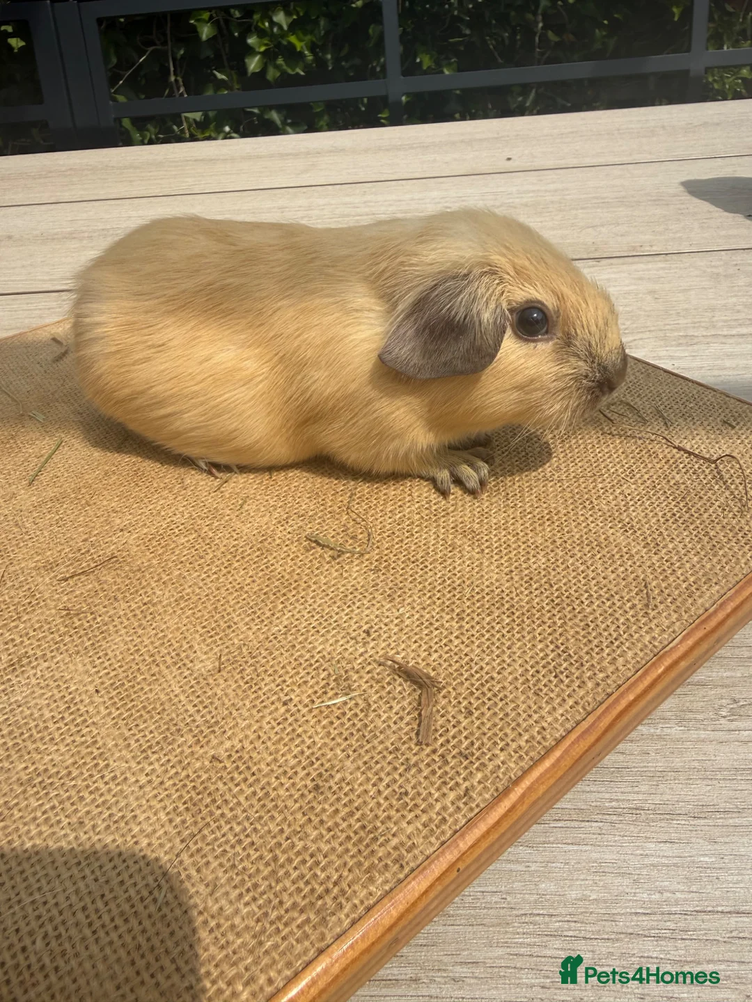 Guinea Pig rodents for sale: Pure bred Californian guinea pigs  - Advert 16