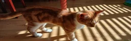 Mixed Breed cats for sale: 2 gorgeous kittens looking for their forever home  - Advert 6