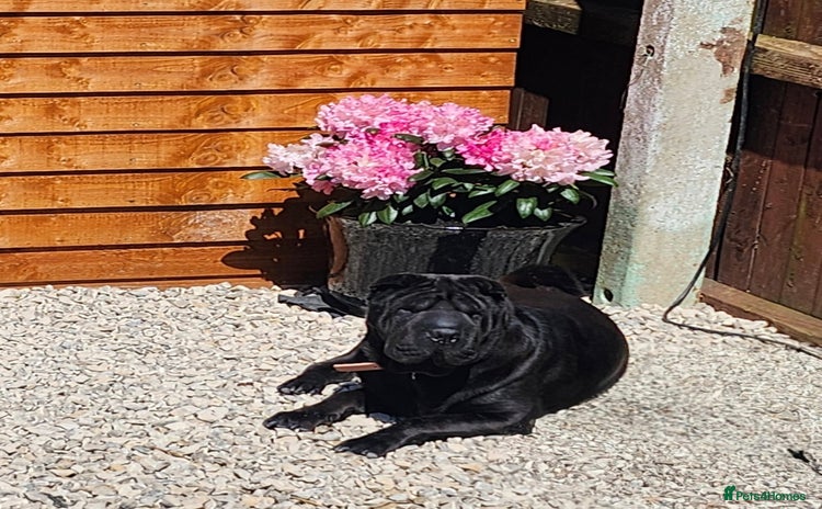Shar Pei dogs - Advert 1