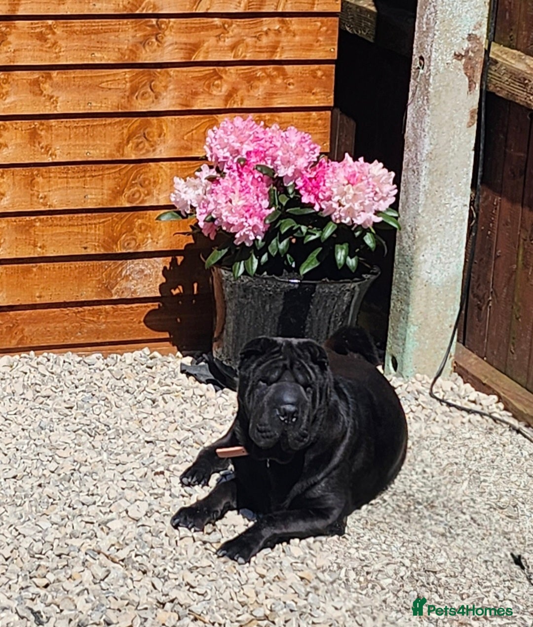 Shar Pei dogs for sale: Beautiful Female shar pei  - Image 1