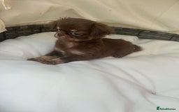 Chihuahua dogs for sale: Beautiful chocolate Chihuahua boys - Image 3