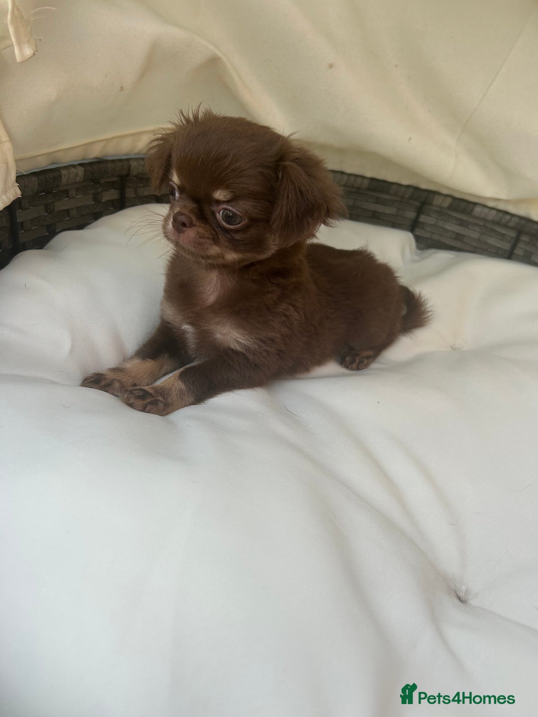Chihuahua dogs for sale: Beautiful chocolate Chihuahua boys - Image 3