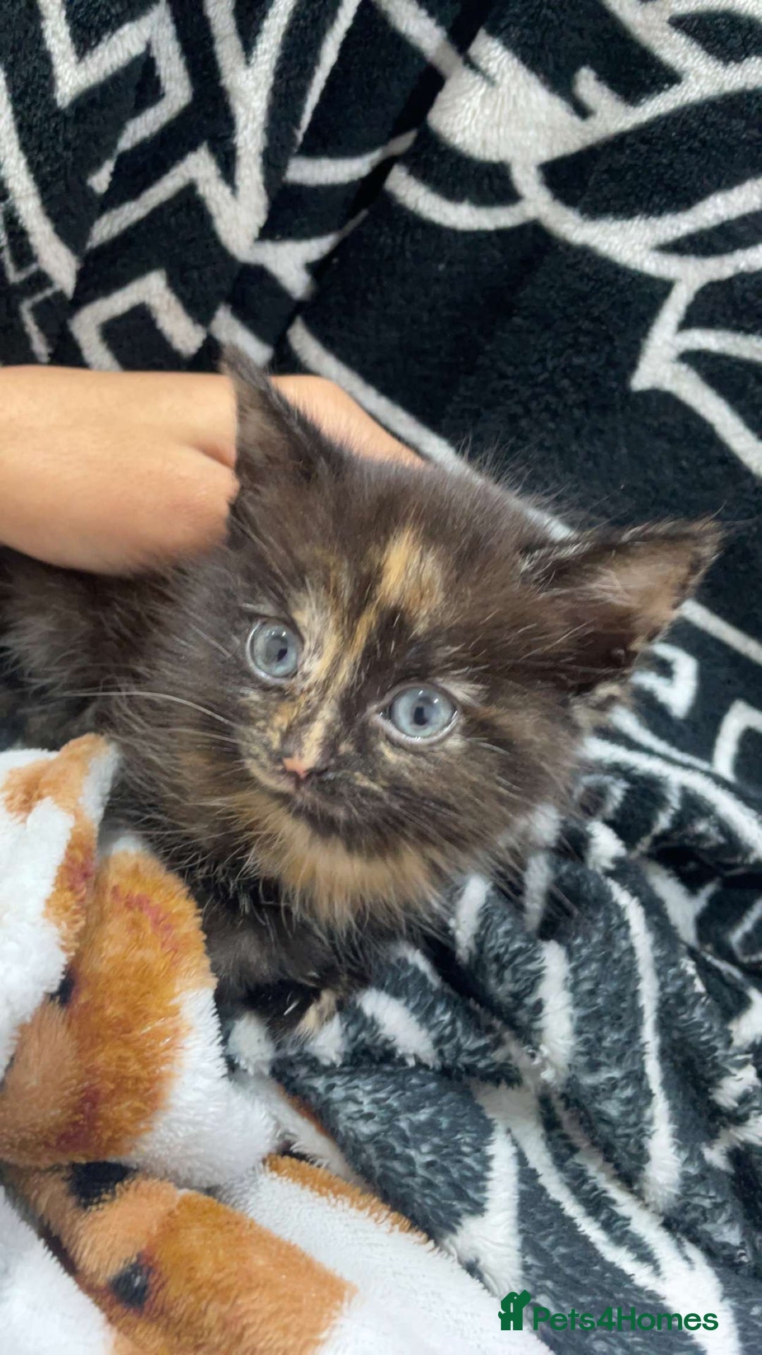 Mixed Breed cats for sale: Female kitten 8 weeks - Advert 1