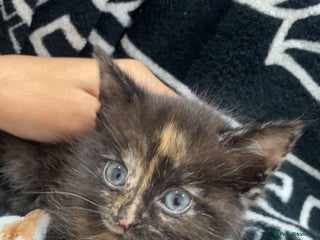 Mixed Breed cats Female kitten 8 weeks - Advert 1