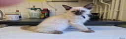 Siamese cats for sale: Old Style Siamese Kittens For Sale in Abingdon - Advert 9