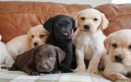 Labrador Retriever dogs for sale: Quality Health Tested Labrador Puppies - Image 5