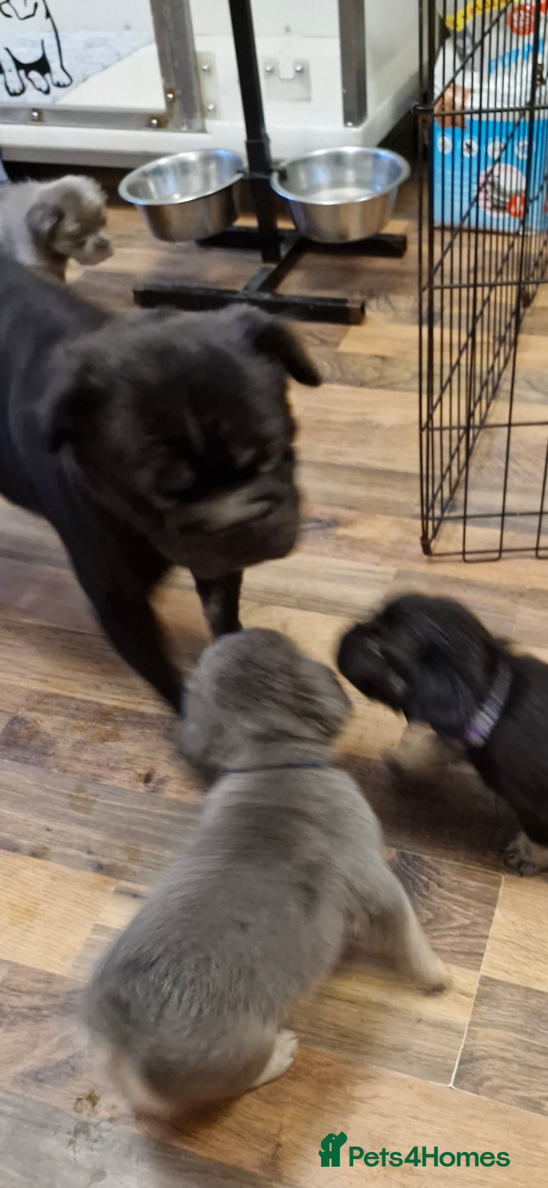 French Bulldog dogs for sale: Fluffy French bulldog pups for sale - Image 10