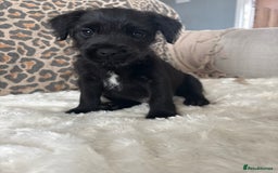 Patterdale Terrier dogs for sale: Patterdale  - Image 10