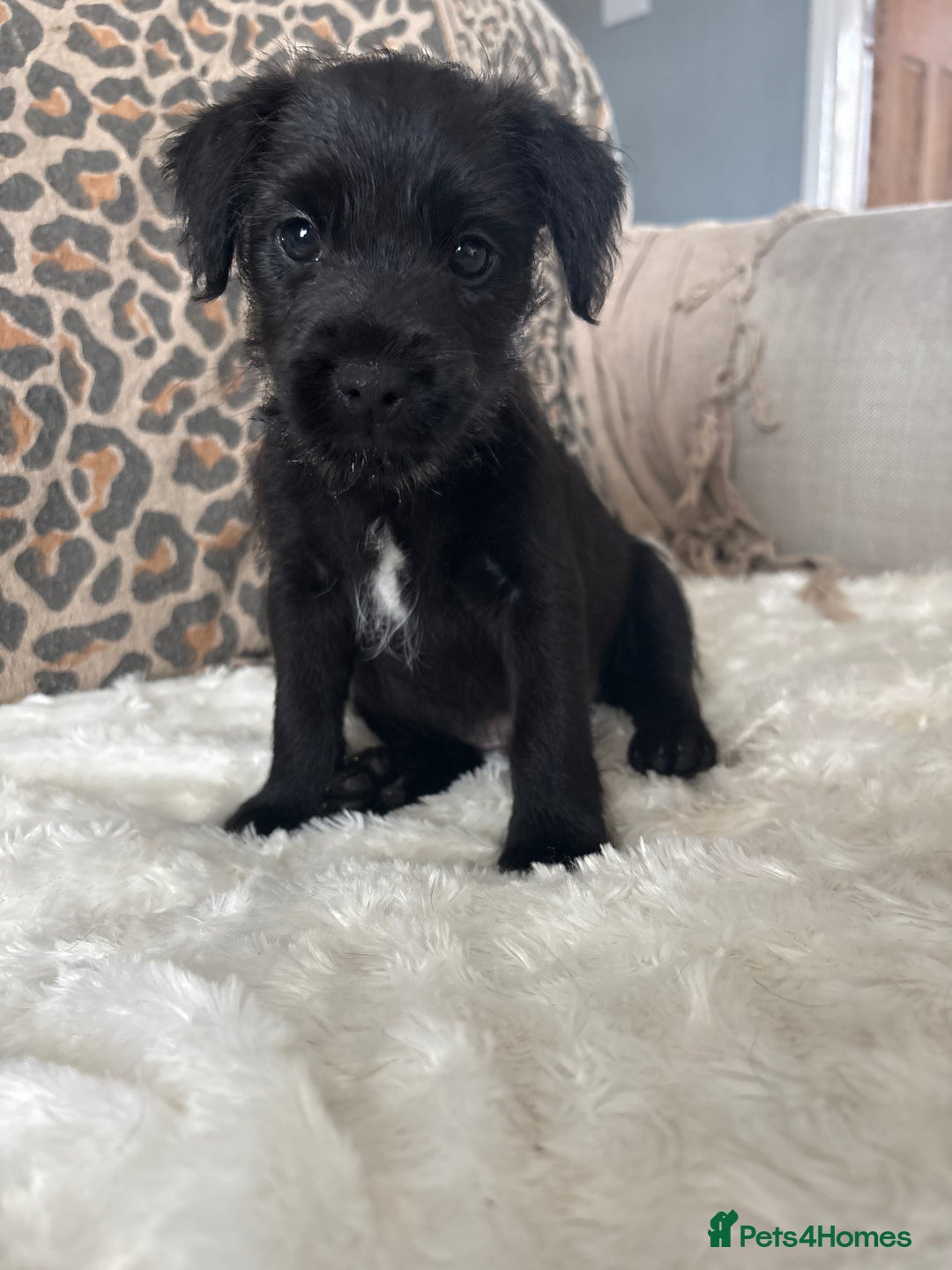 Patterdale Terrier dogs for sale: Patterdale  - Image 10
