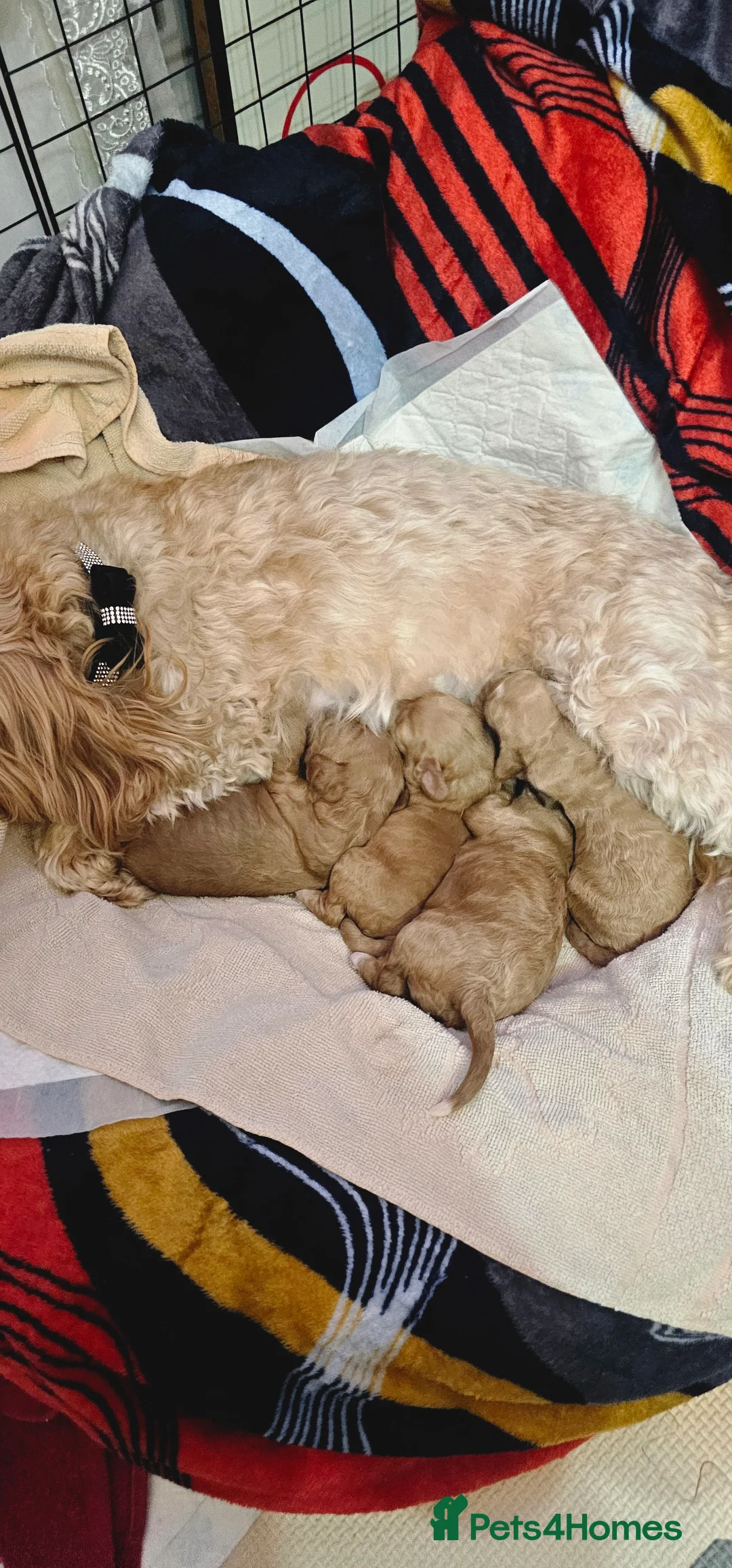 Cavapoo dogs for sale: Cavapoo for sale - Advert 14