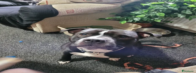 Bodhi