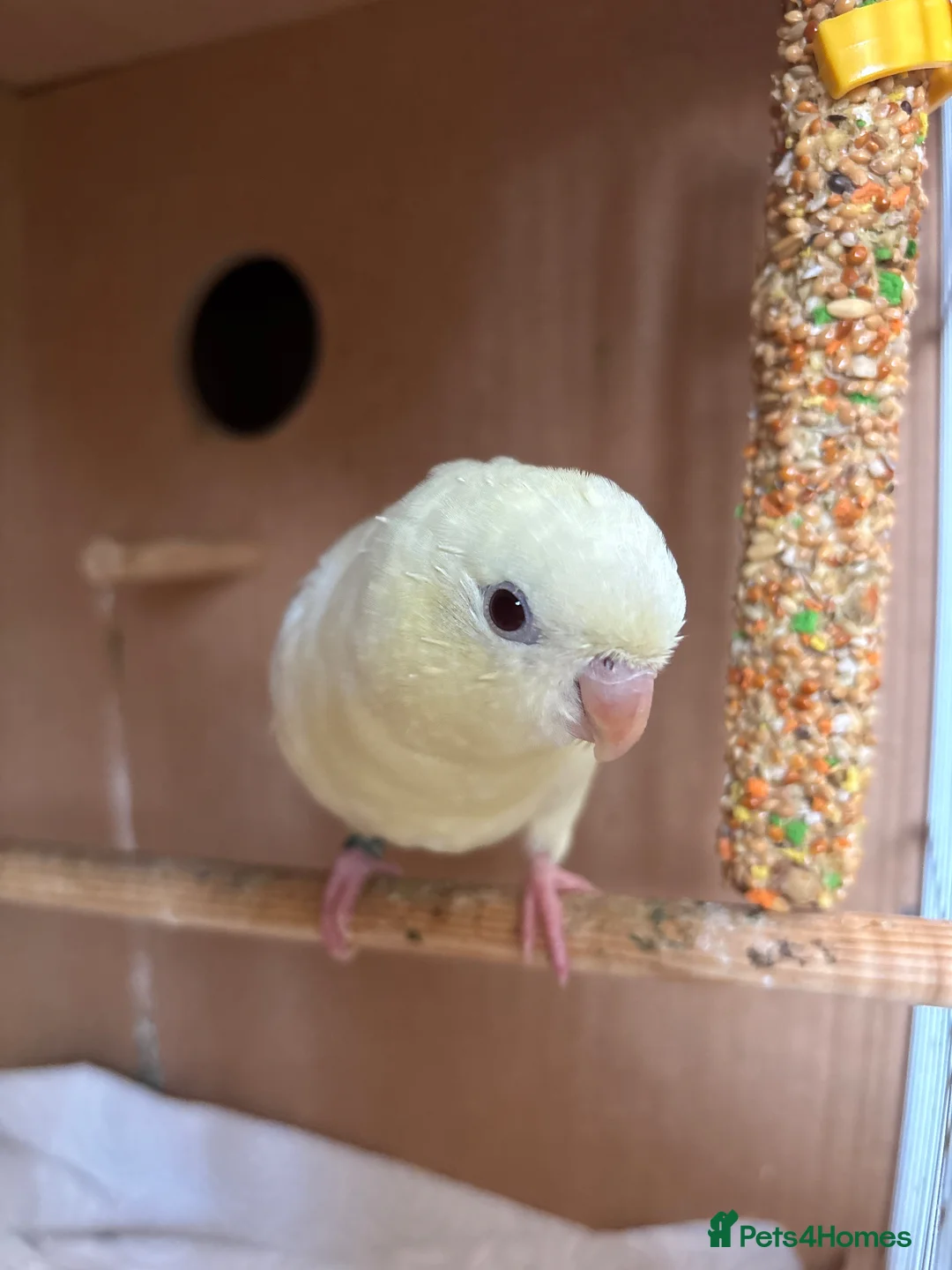 Parakeets birds for sale: Tamed Albino Lineolated Parakeet  in Telford - Advert 2