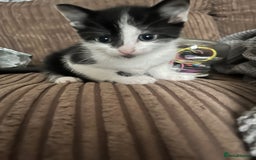 Mixed Breed cats for sale: Last two left of litter  - Image 1