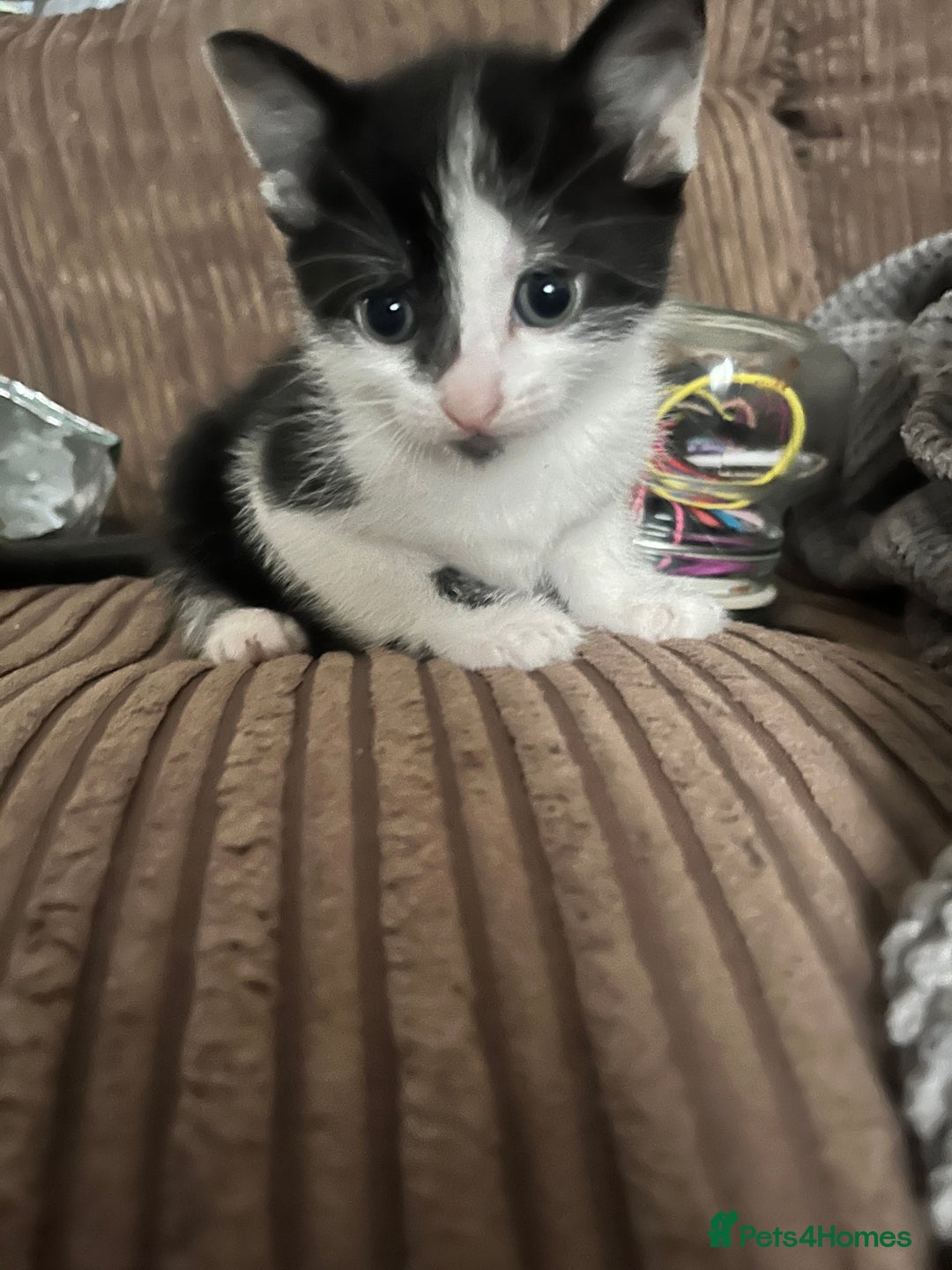 Mixed Breed cats for sale: Last two left of litter  - Image 1