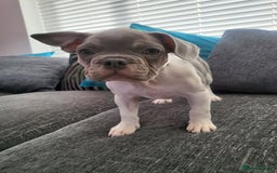 French Bulldog dogs for sale: KC Registered Frenchies ONLY 3 LEFT - Image 19