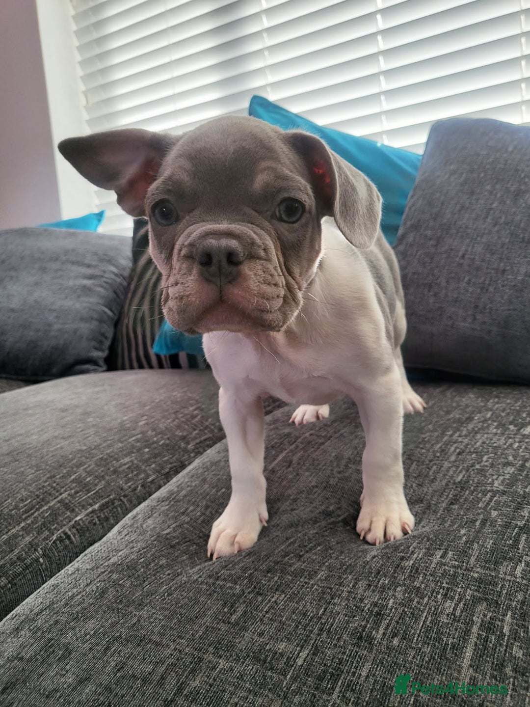 French Bulldog dogs for sale: KC Registered Frenchies ONLY 3 LEFT - Image 19