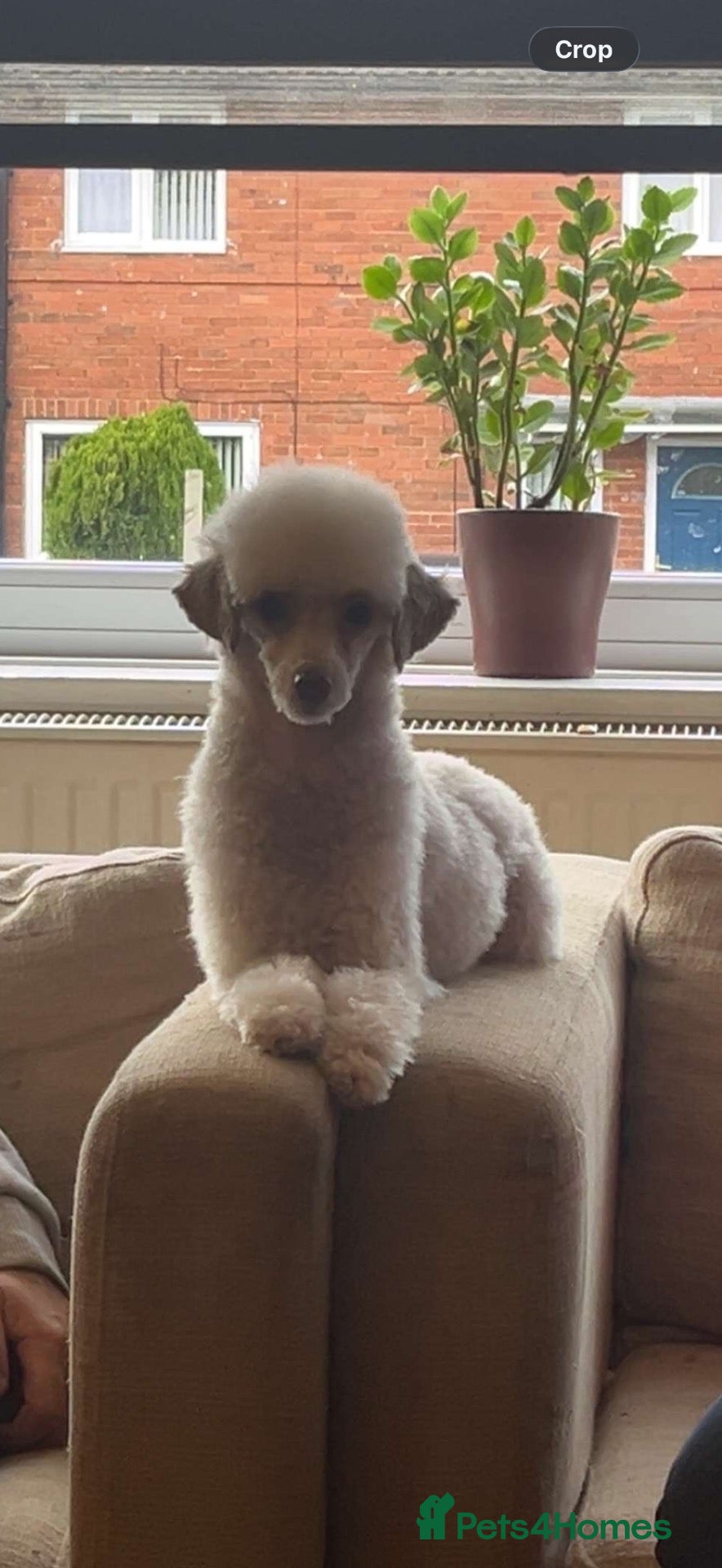 Toy Poodle dogs Male toy poodle - Advert 3