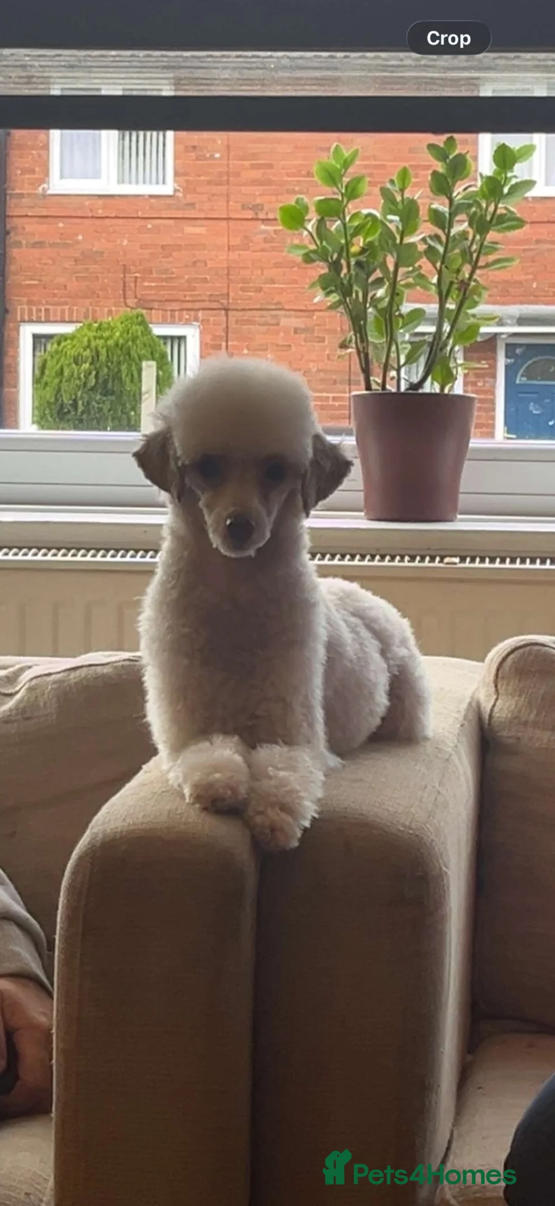 Toy Poodle dogs for sale: Male toy poodle - Advert 1