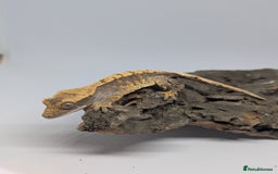 Gecko reptiles for sale: Crested Geckos please read description - Image 1