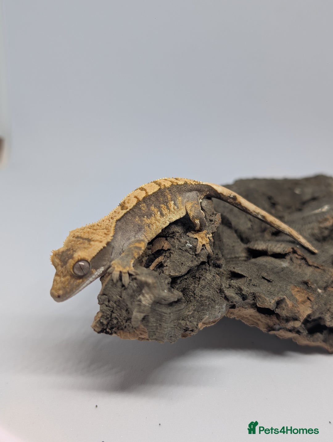 Gecko reptiles for sale: Crested Geckos please read description - Image 1