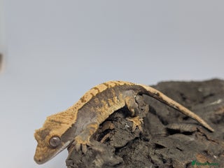 Gecko reptiles - Advert 31