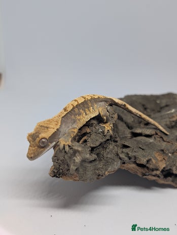 Gecko reptiles - Advert 11