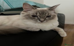 Ragdoll cats for sale: Ragdoll for sale  - Image 2
