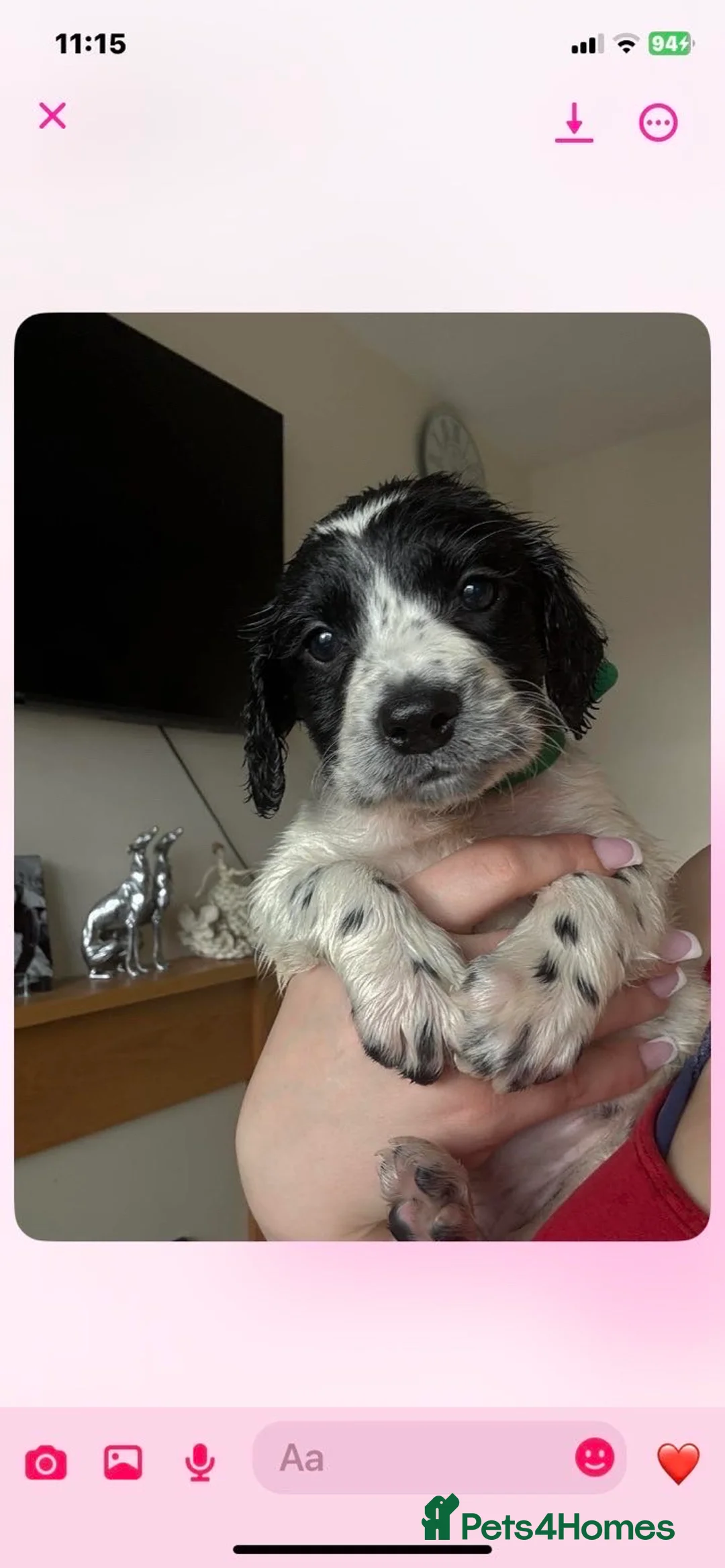 Cocker Spaniel dogs for sale: Cocker spaniel puppies ready to go  - Advert 8