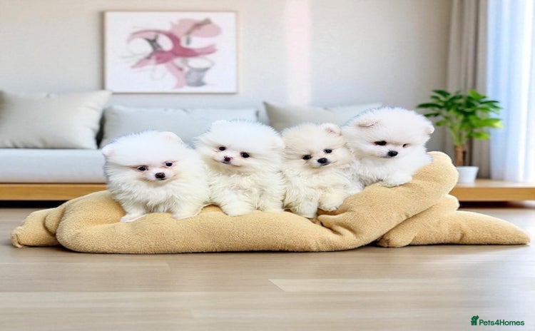 Pomeranian dogs - Advert 3