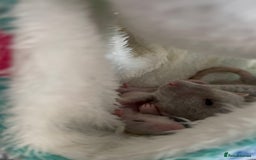 Rat rodents for sale: Milo & Bruce - disabled boy and younger brother  - Image 1