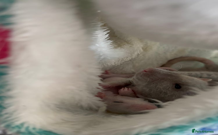 Rat rodents - Advert 1