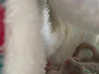 Rat rodents - Advert 1