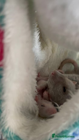 Rat rodents - Advert 1