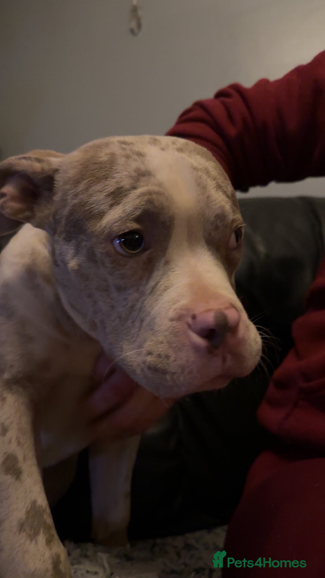 American Bully dogs for sale: Pocket bully pups  - Advert 7