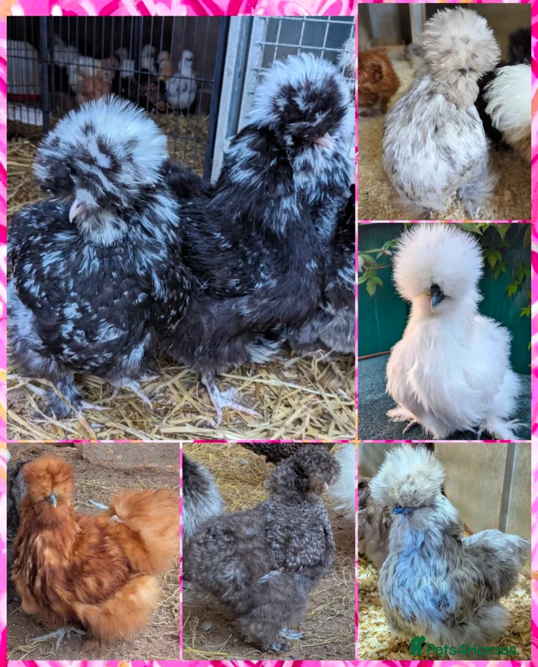 Chickens poultry for sale: USA Silkie Purebred Colours Hatching Eggs  - Advert 2