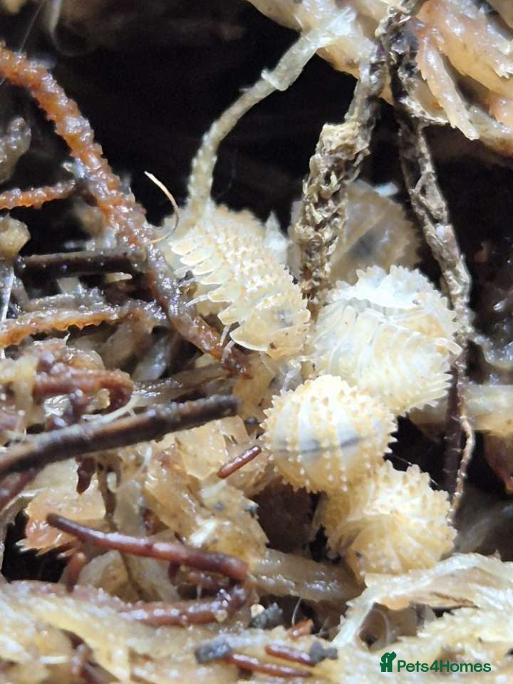 Isopods invertebrates Crystal Pineapple Isopods x10 - Advert 9