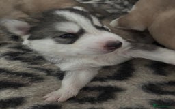 Siberian Husky dogs for sale: Siberian huskies  for sale  - Image 26