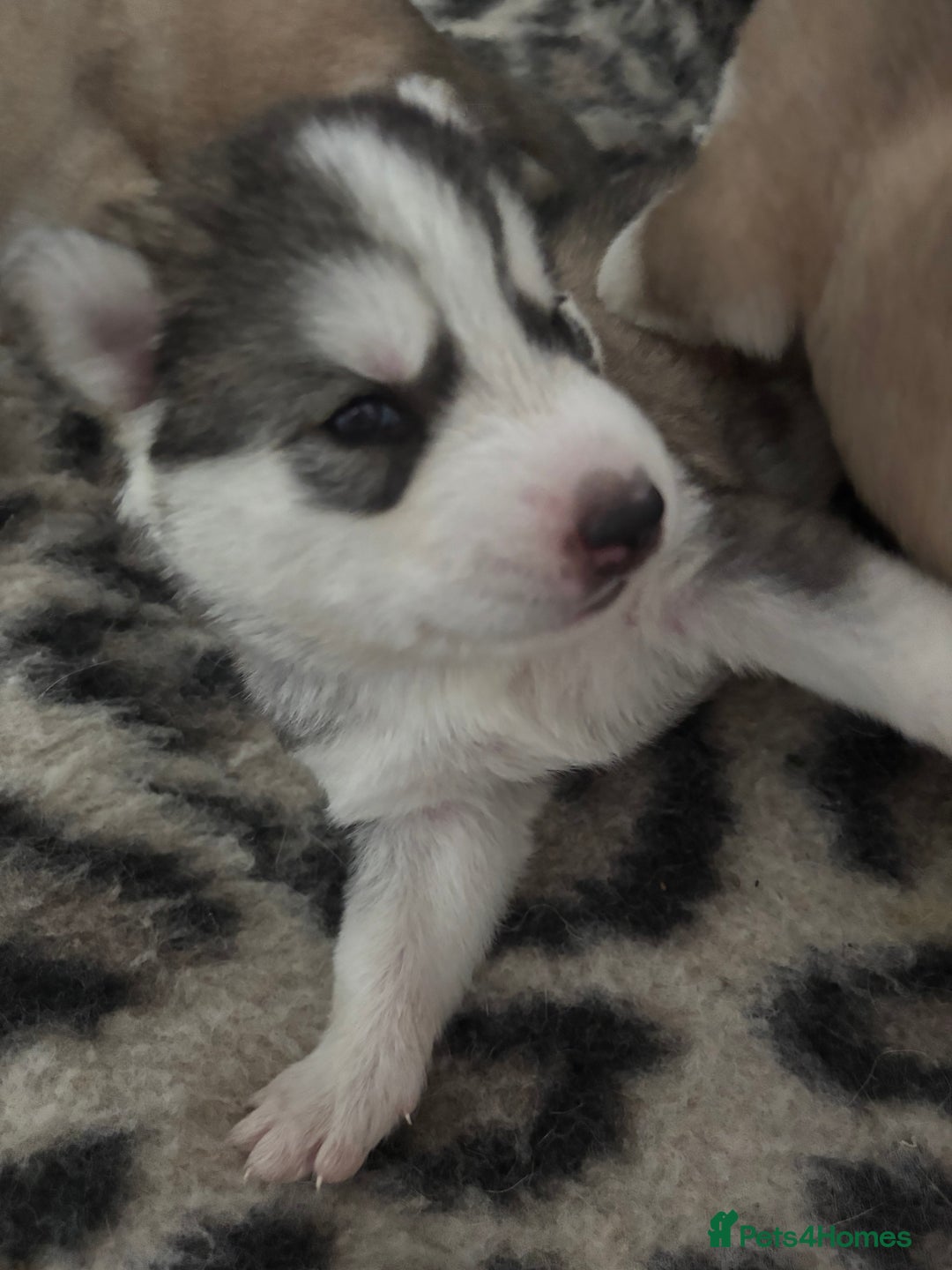 Siberian Husky dogs for sale: Siberian huskies  for sale  - Image 26