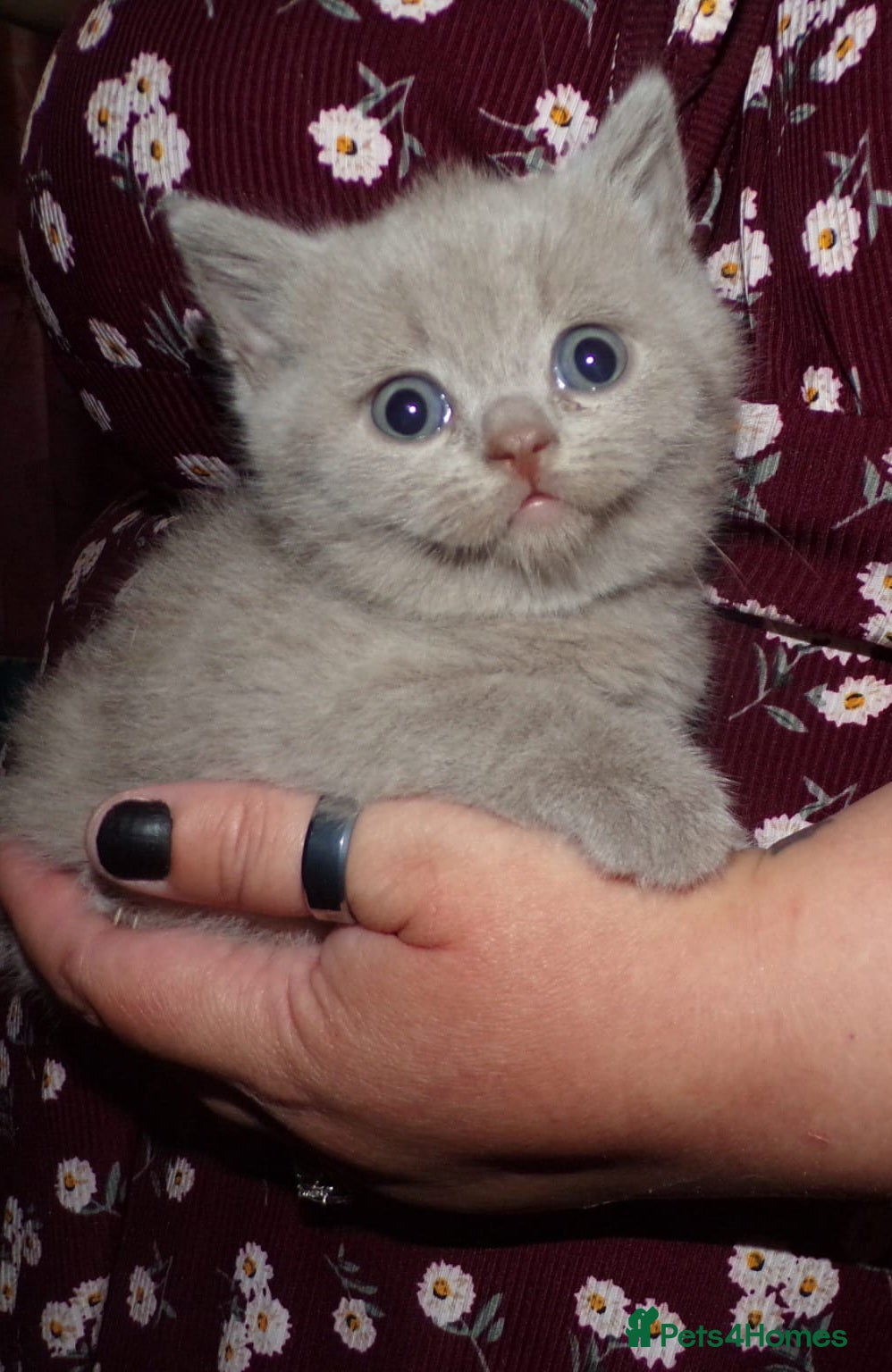 British Shorthair cats 💜 Precious Litter Of BSH Kittens 💜 - Advert 1